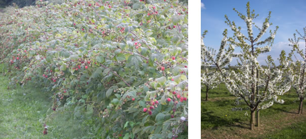 Himbeeren und Kirschblte